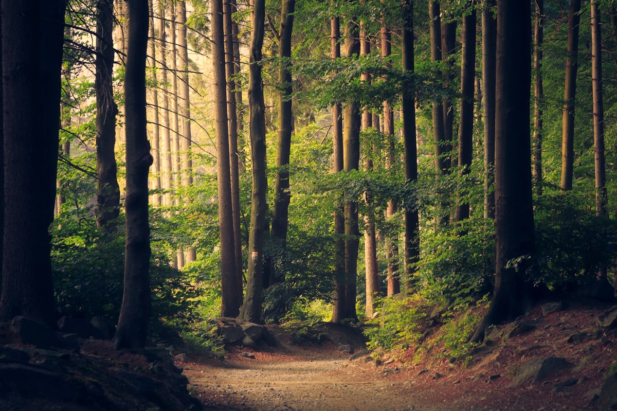 Sunlit forest path representing individual counselling